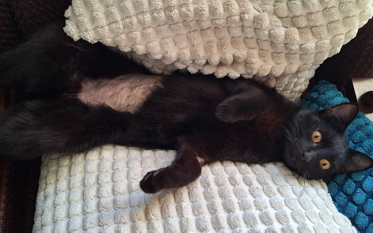 Zbiórka Czaruś umiera,potrzebna operacja - zdjęcie główne