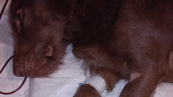 Zbiórka Ratujmy Precla - miniaturka zdjęcia