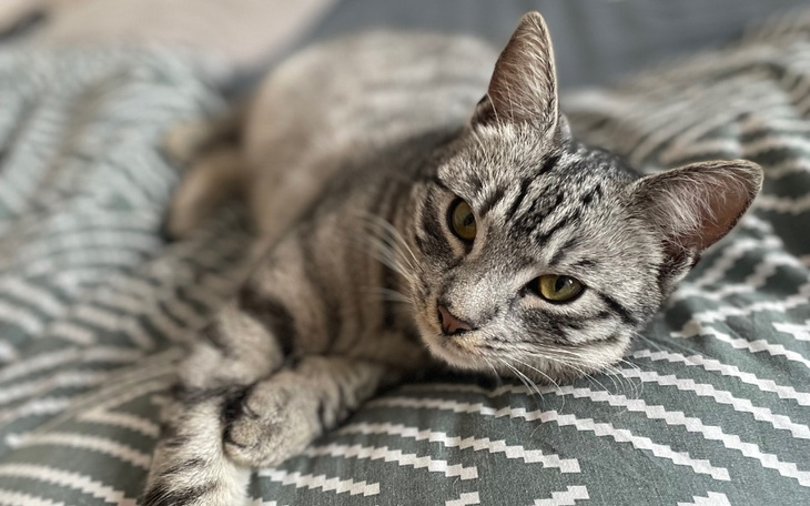 Zbiórka Bazylek - zapalenie otrzewnej - zdjęcie główne