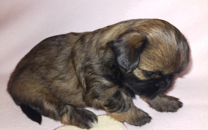 Zbiórka Odrobaczywienie, szczepienie psa - zdjęcie główne