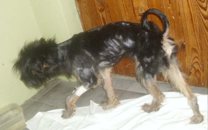 Zbiórka Chudzielce zbierają na sterylki - zdjęcie główne