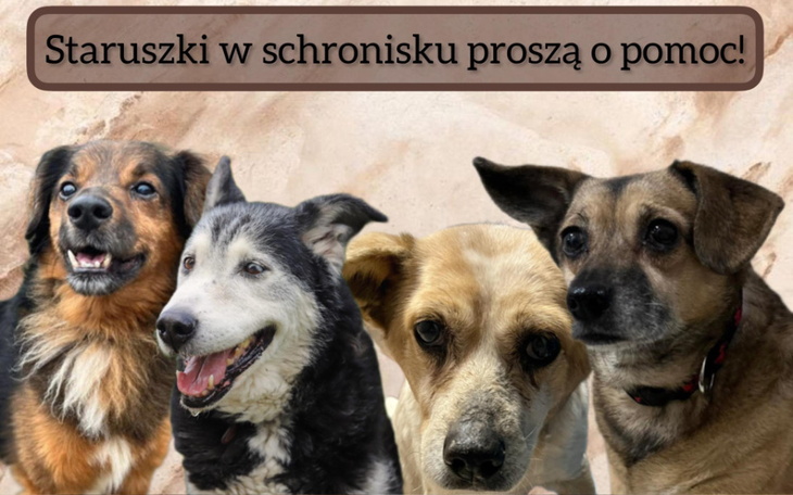 Zbiórka Starość bez bólu i cierpienia - zdjęcie główne