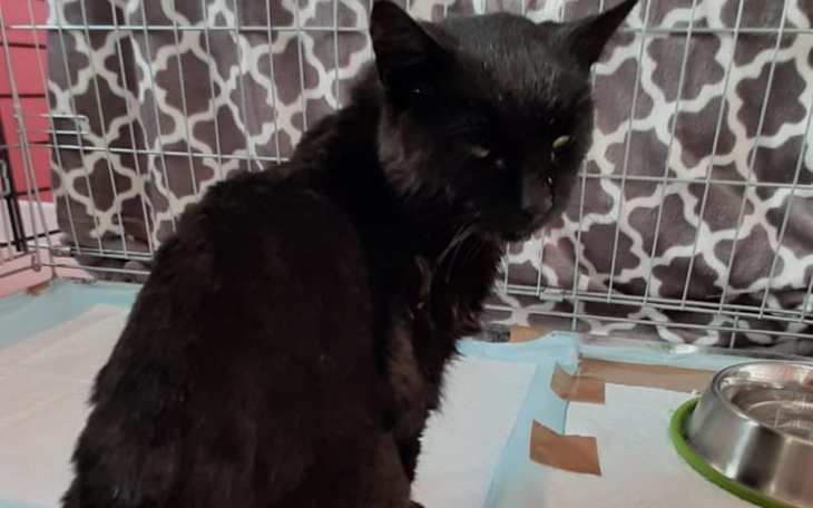 Zbiórka Na leczenie bezdomnego Rysia - zdjęcie główne