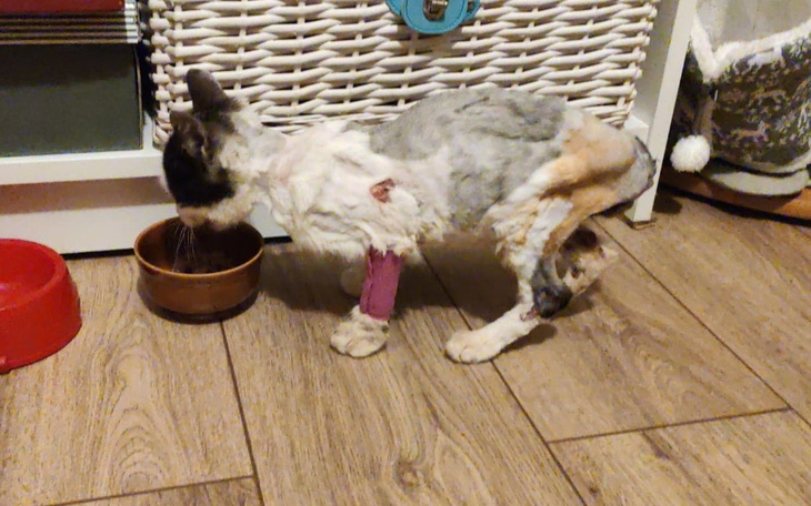 Zbiórka Pogryziony Meszek walczy o życie - zdjęcie główne