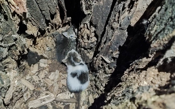 Zbiórka Znalezione samotne w lesie... - zdjęcie główne