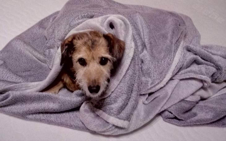 Zbiórka Leczenie Gonzo - zdjęcie główne