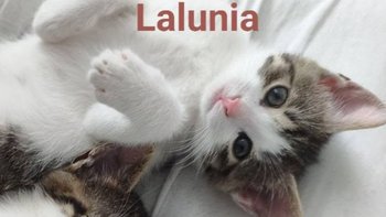 Zbiórka Bazarek Lalunia - miniaturka zdjęcia