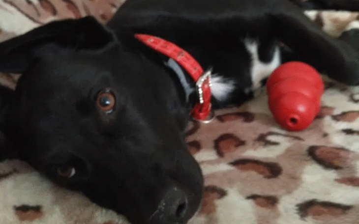 Zbiórka Na operację ścięgna suni NANA - zdjęcie główne