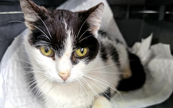 Zbiórka Kizia walczy o życie - zdjęcie główne