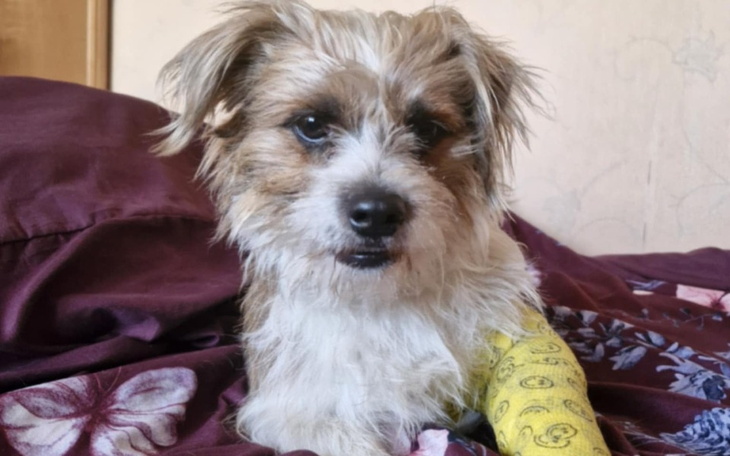 Zbiórka Operacja Hadesa - zdjęcie główne