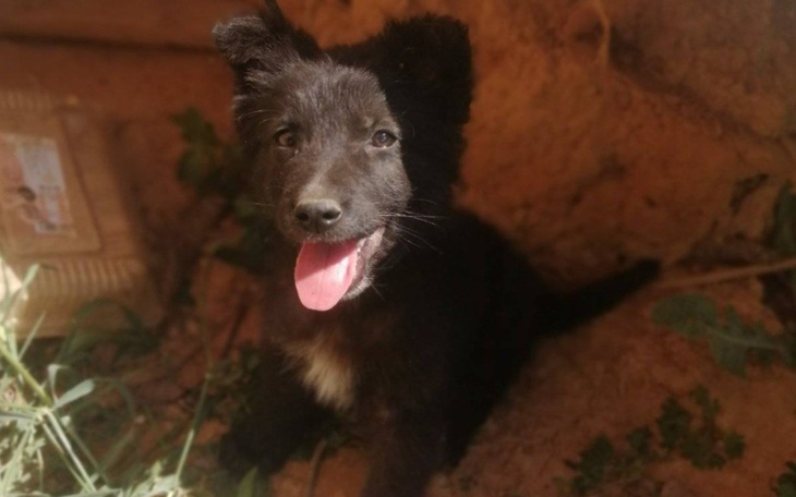 Szczeniak z uśmiechem, bawiący się w ogrodzie.