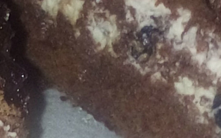 Zbiórka Babcina cukiernia w Niemczech - zdjęcie główne