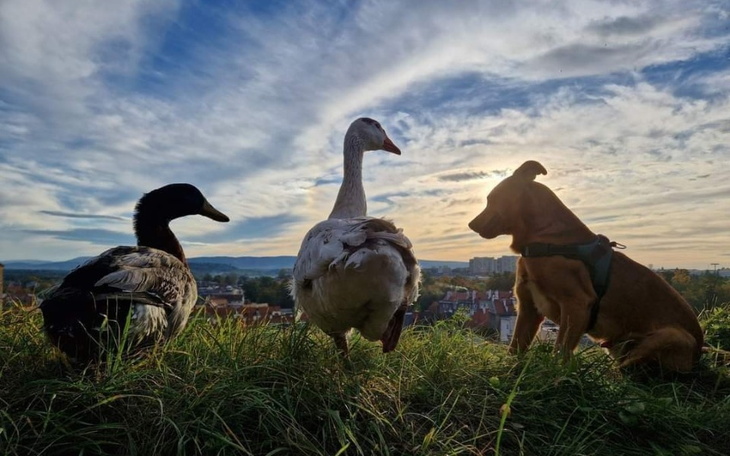 Trzy zwierzęta na tle zachodzącego słońca: kaczka, gęś i pies.