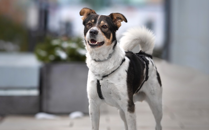 Zbiórka Na kastracje chemiczną dla Łatka - zdjęcie główne