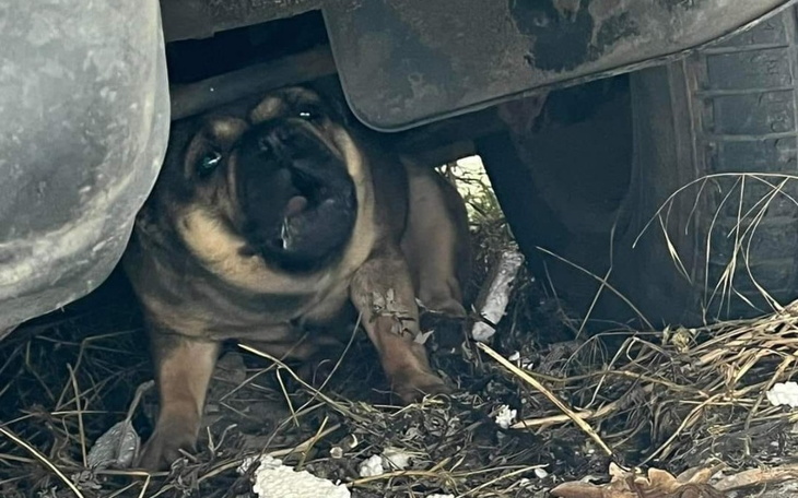 Zbiórka leczenie i diagnostyka buldożki - zdjęcie główne