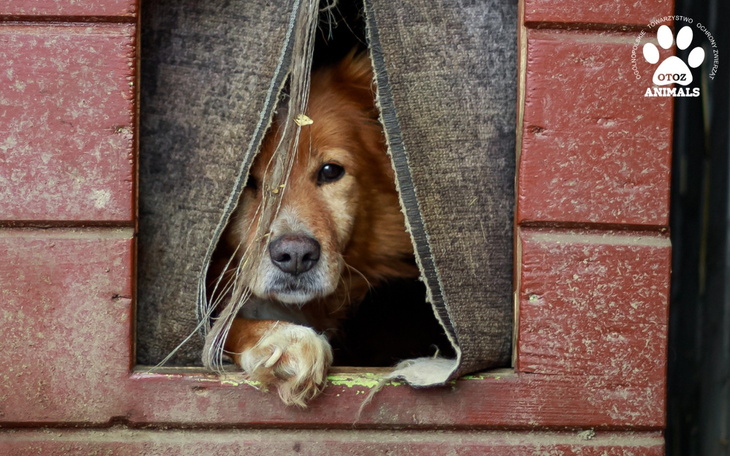 Pies wyglądający przez otwór w budzie, z wyrazem smutku.