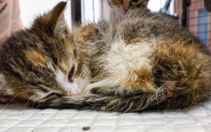 Chora kotka, potrzebująca pomocy i opieki.