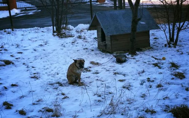 Zbiórka Sterylizacja suni - zdjęcie główne
