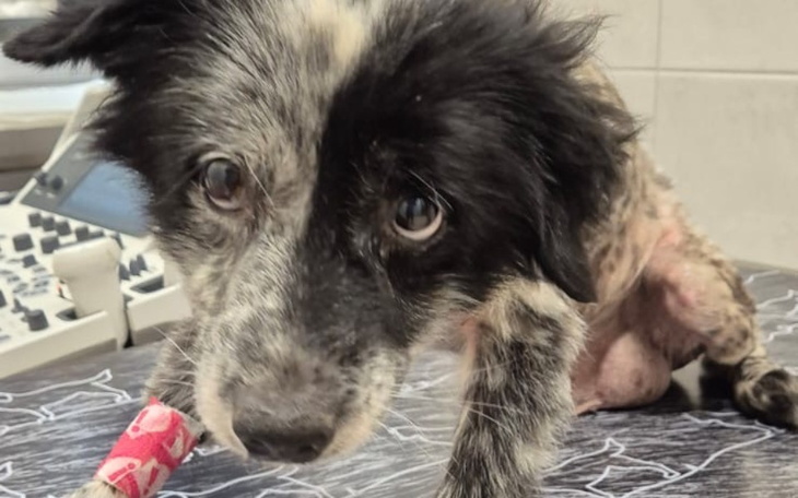 Chory pies w klinice weterynaryjnej, z opatrunkiem na łapie.