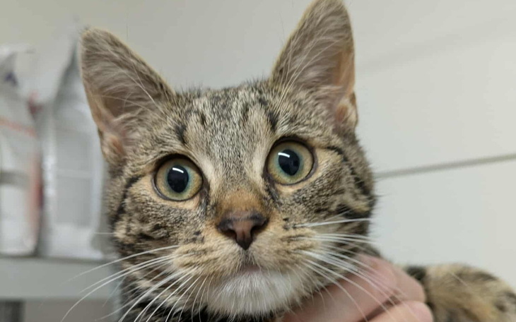 Kotek z dużymi oczami, trzymany na rękach.