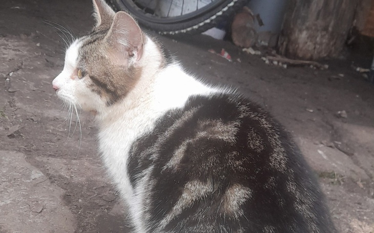 Kot o białym i brązowym futrze, siedzący na ziemi.