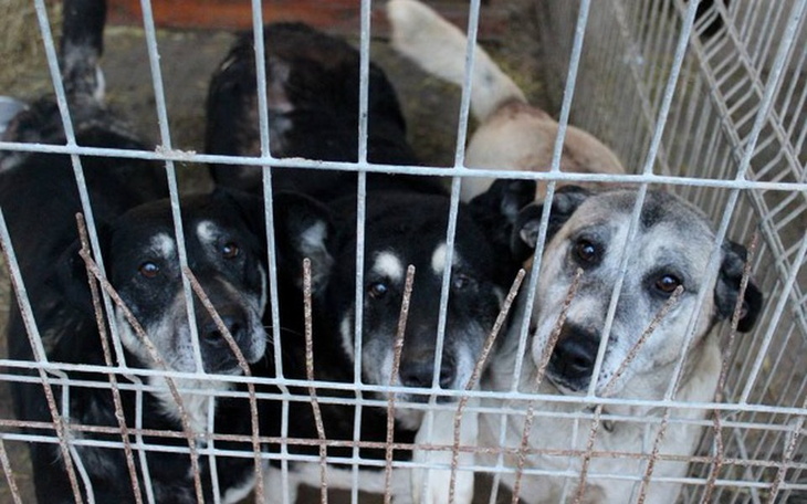 Zbiórka Razem spłaćmy dług schroniska! - zdjęcie główne