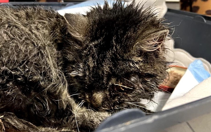 Zbiórka Pomoc na operacje kota - zdjęcie główne