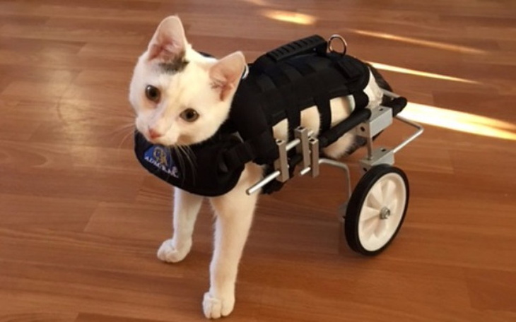 Zbiórka Pippin prosi o wózek i pieluchy! - zdjęcie główne