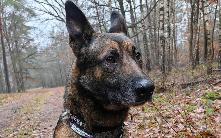 Zbiórka leczenie zębów Set - zdjęcie główne