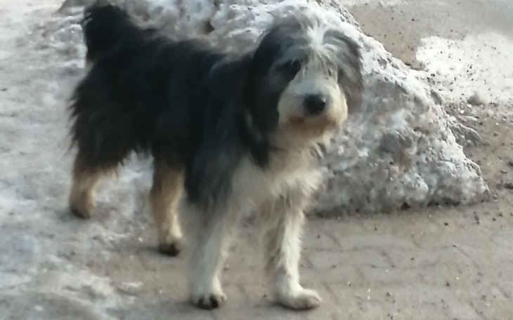 Mały piesek na śniegu, wyglądający na zmartwionego.