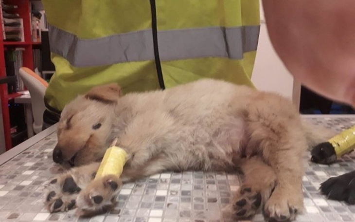 Zbiórka Pomoc w sprowadzeniu szczeniaka - zdjęcie główne