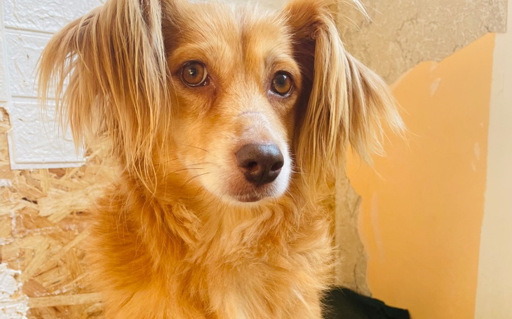 Pies o złotym futrze, patrzący w obiektyw.