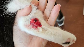 Zbiórka Dla kotków w potrzebie - miniaturka zdjęcia