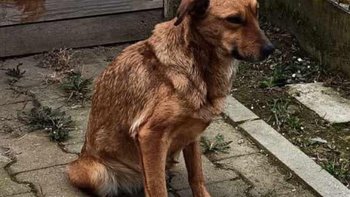 Zbiórka Sunia z gminnej przechowalni - miniaturka zdjęcia