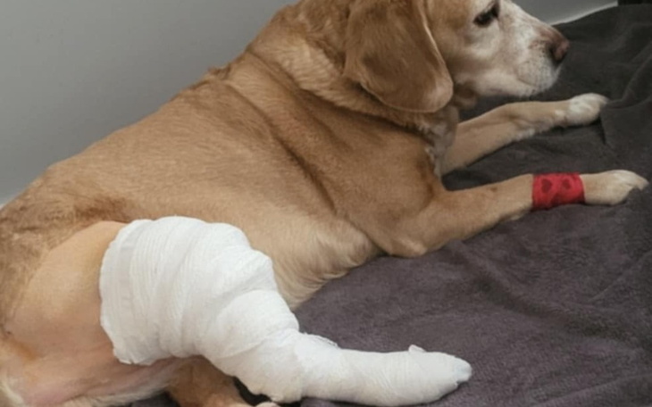 Pies z opatrunkiem na nodze, leżący na kocu.