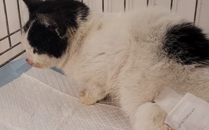 Koty w klatce, jeden z nich liże się, czekają na pomoc.