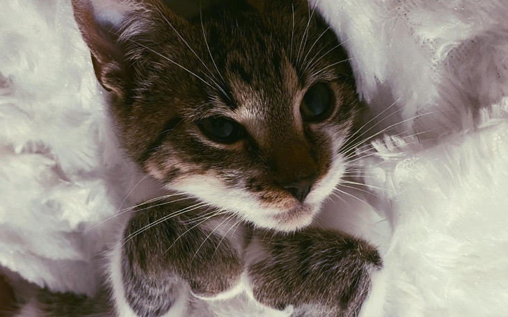 Zbiórka Dom dla Zwierząt prosi o pomoc - zdjęcie główne