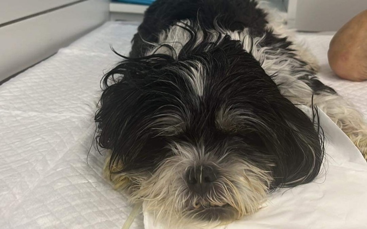 Zbiórka Ratujemy dzielną Muzę - zdjęcie główne