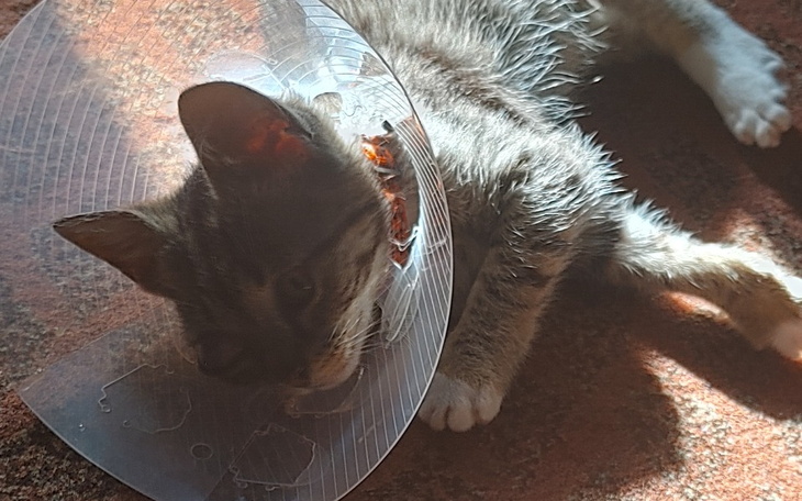 Zbiórka Kotka Zuzia - usunięcie oczka - zdjęcie główne