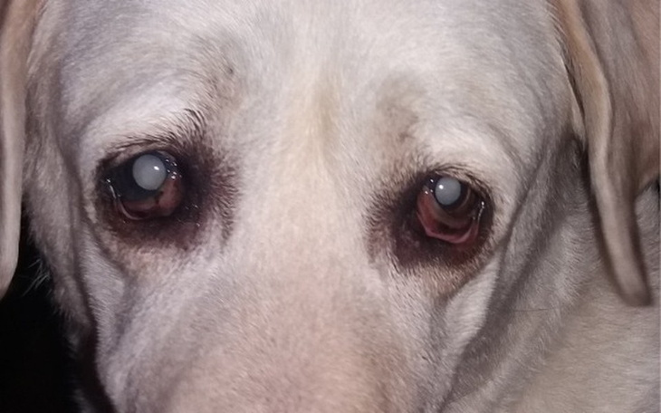 Zbiórka Zbieram na usunięcie zaćmy - zdjęcie główne