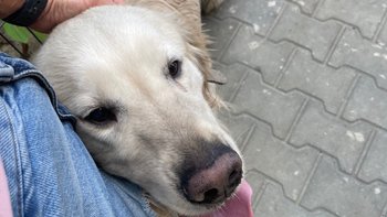 Zbiórka Yogi ślepnie w mgnieniu oka - miniaturka zdjęcia