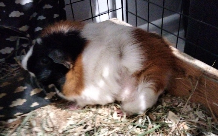 Zbiórka na swinke morską bo jest chora - zdjęcie główne