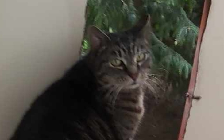 Zbiórka Na badania dla kotek - zdjęcie główne