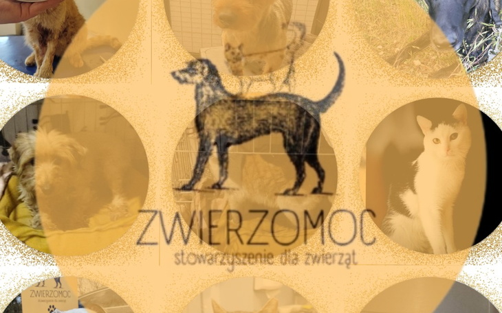 Zbiórka Na pomoc zwierzakom- Zwierzomoc - zdjęcie główne