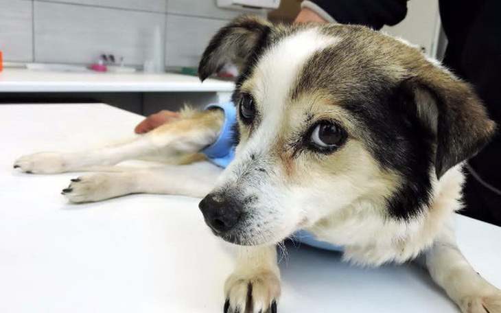 Chory pies leży na stole, wygląda na zmęczonego i zmartwionego.