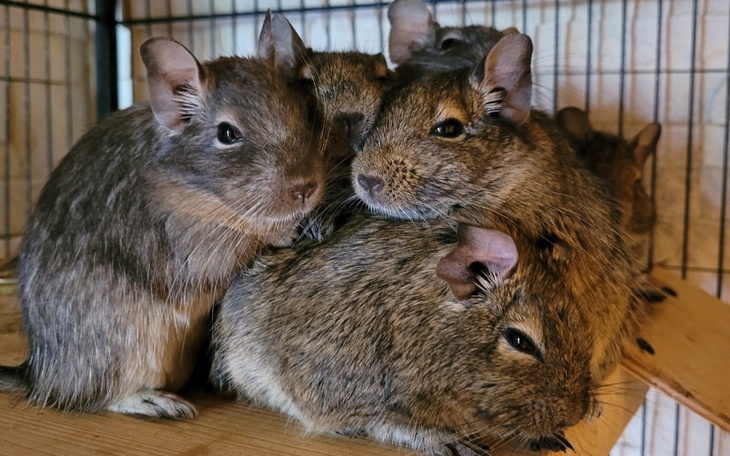 Zbiórka Marzenie koszatniczki - zdjęcie główne