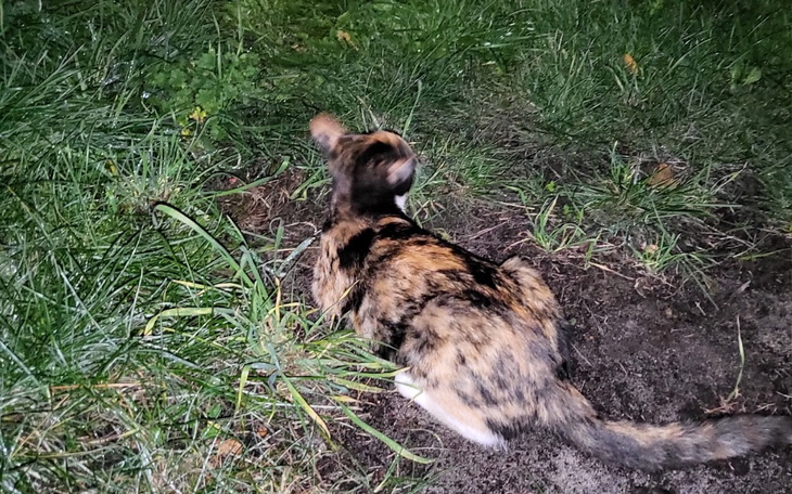 Zbiórka Pendolino, młody kocurek oraz Ka - zdjęcie główne