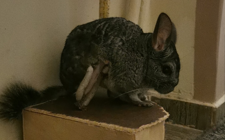 Zbiórka Operacja Szczęściarza - zdjęcie główne