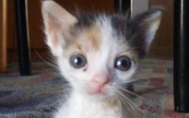 Mały kotek z dużymi oczami patrzy w obiektyw.