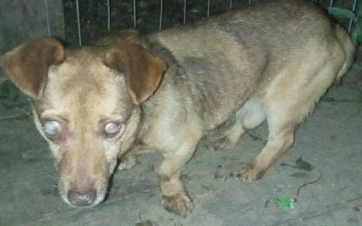 Zbiórka LECZENIE i hotelik - zdjęcie główne